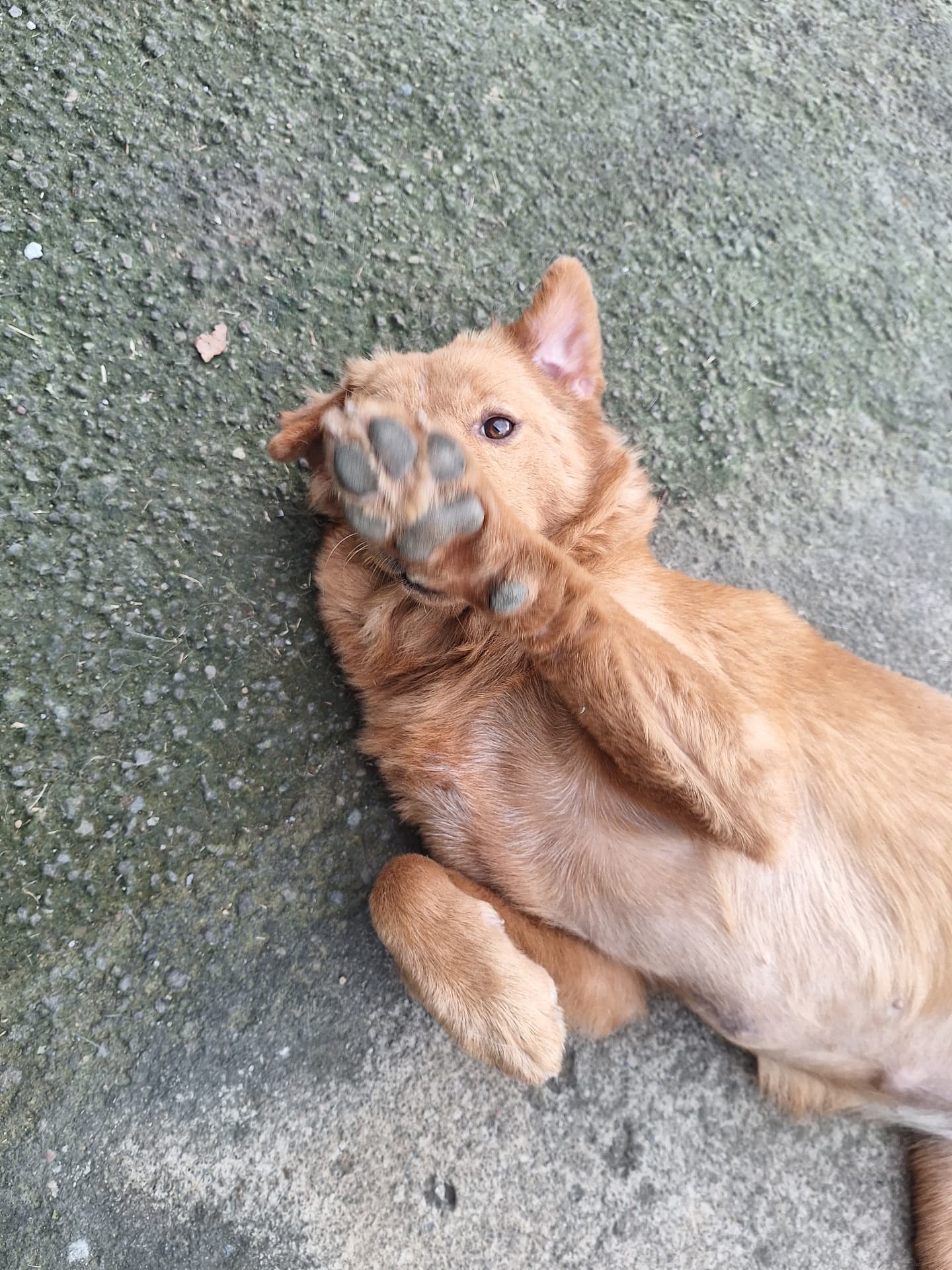 Belle playing on her back