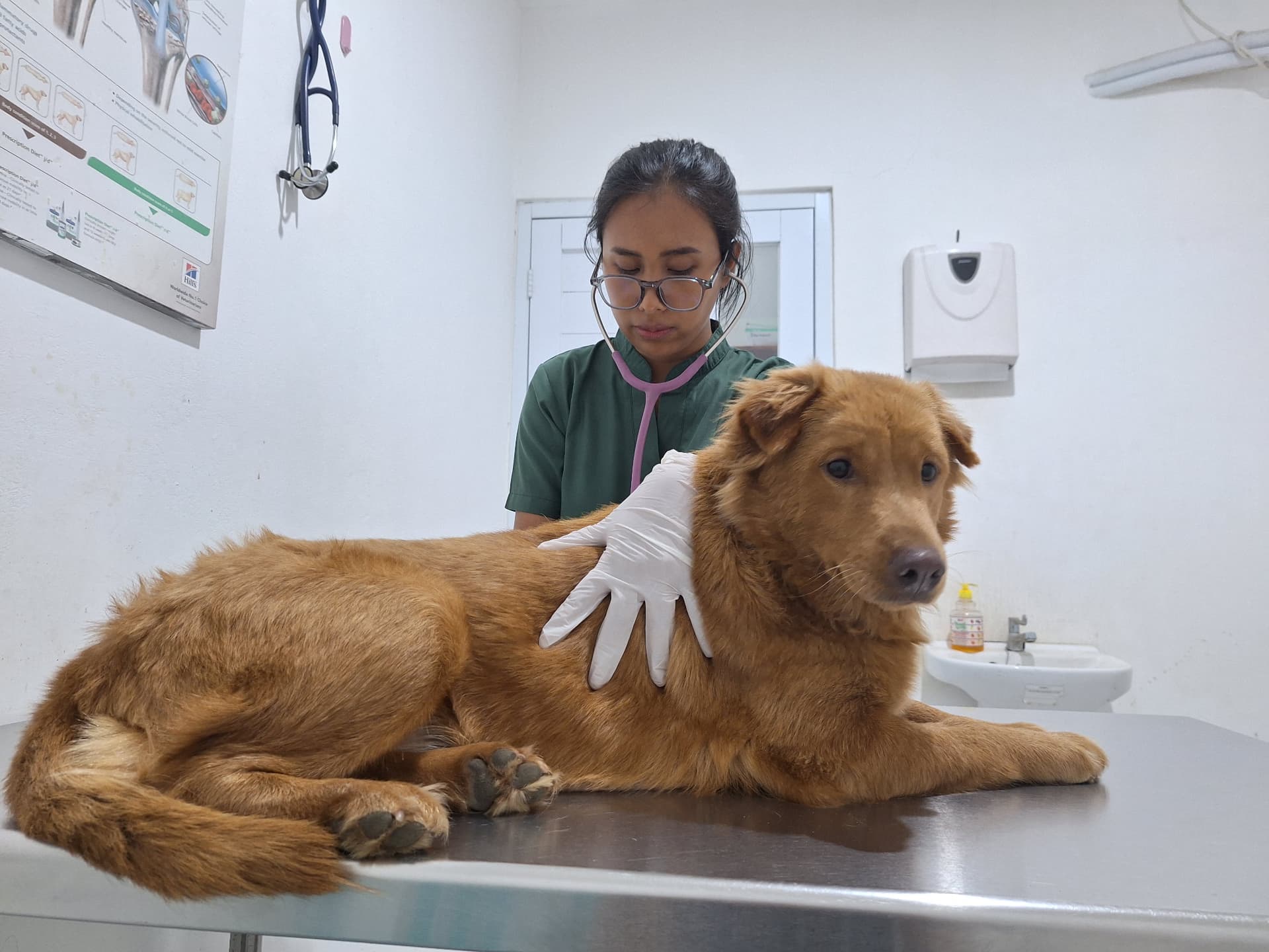 Belle at the vet