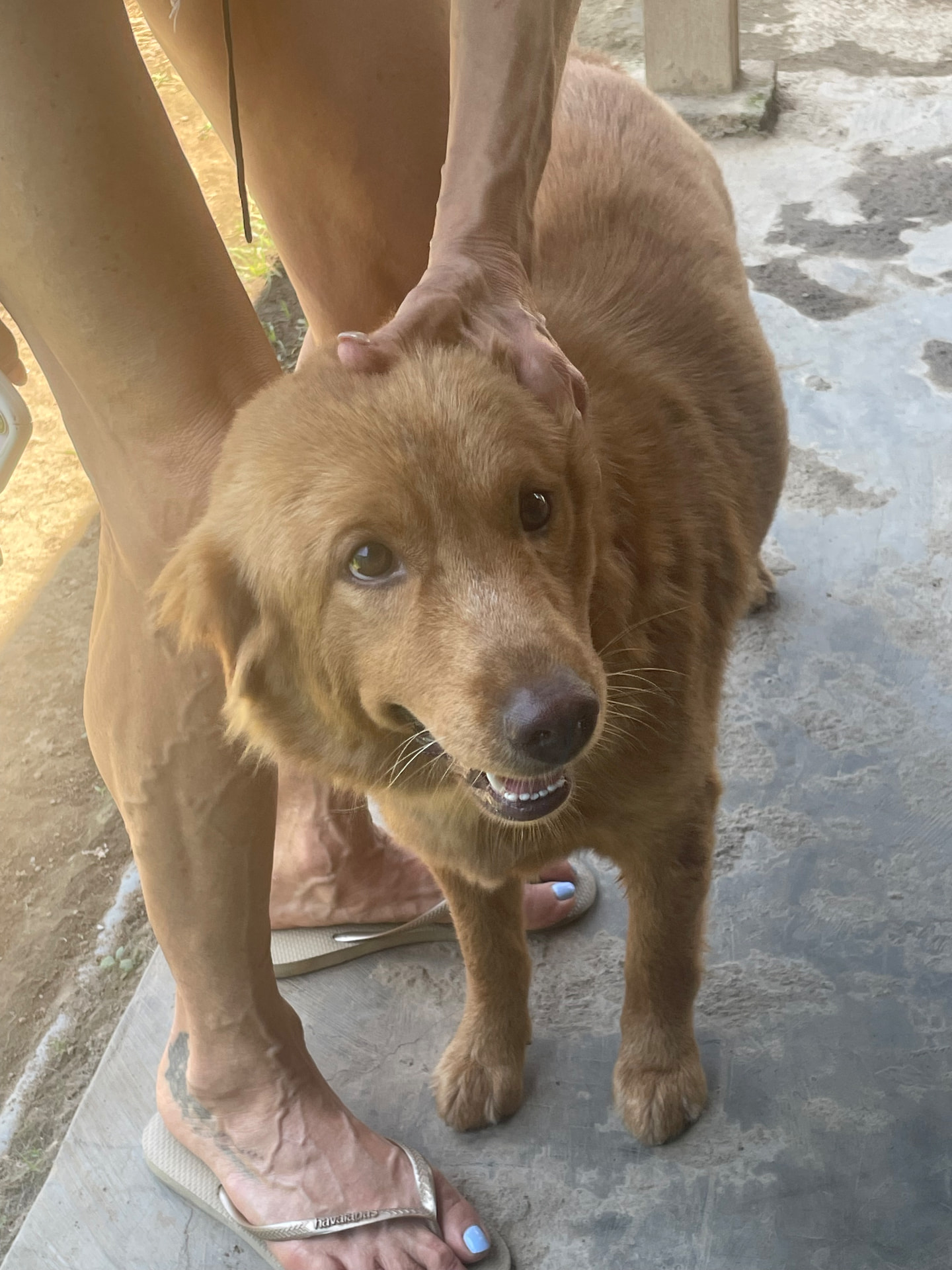 Belle getting a head scratch